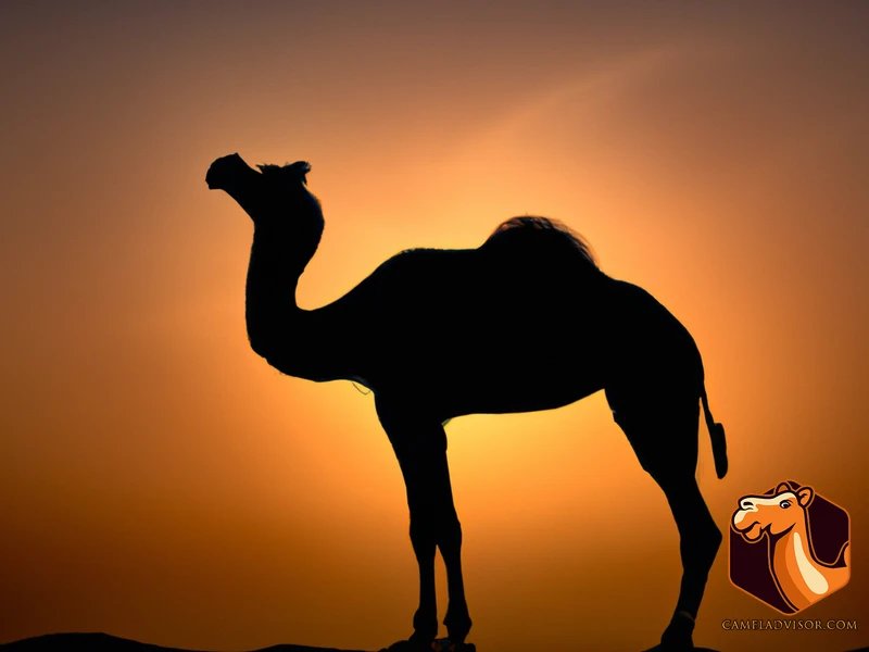 Biblical Insights: Camels in the Bible Unveiled